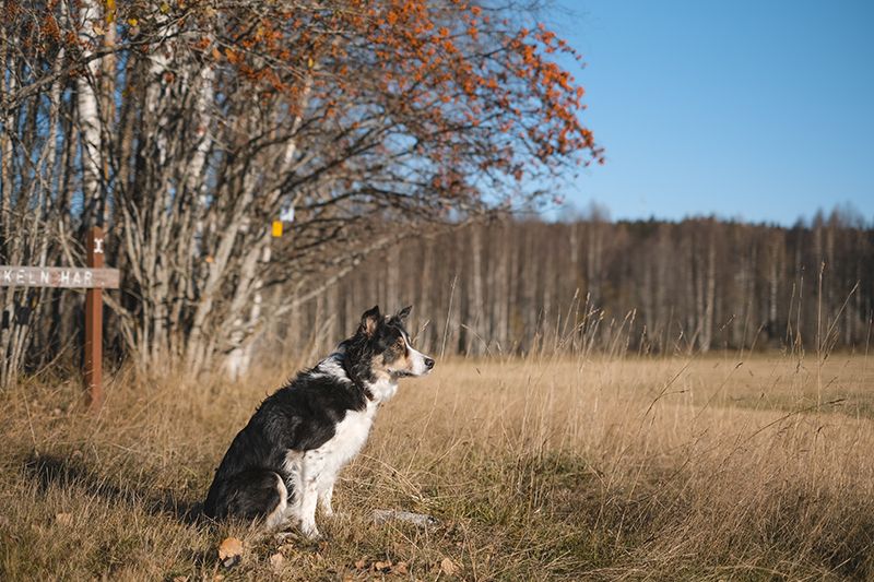 #TongueOutTuesday (43), weekly photo project, Border Collie, hiking with dogs, Sweden, www.DOGvision.eu