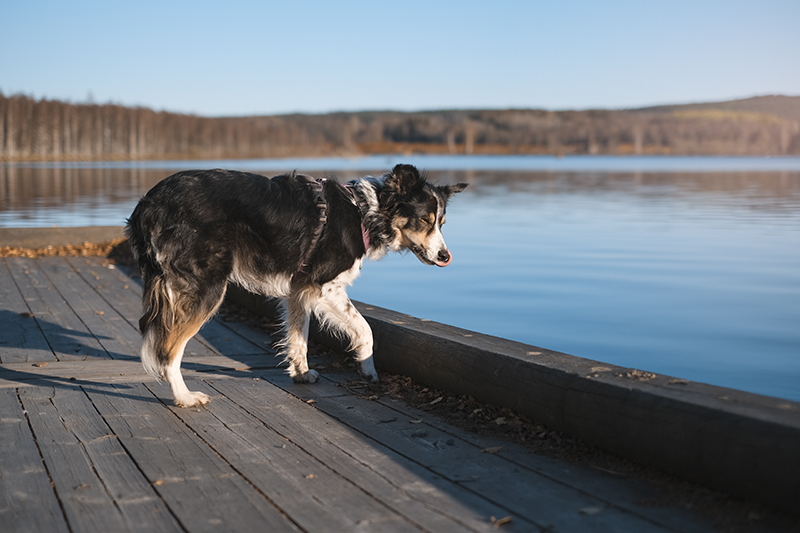 #TongueOutTuesday (43), weekly photo project, Border Collie, hiking with dogs, Sweden, www.DOGvision.eu