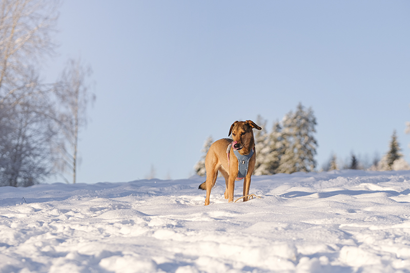 TongueOutTuesday (02), dog photography, www.DOGviison.eu