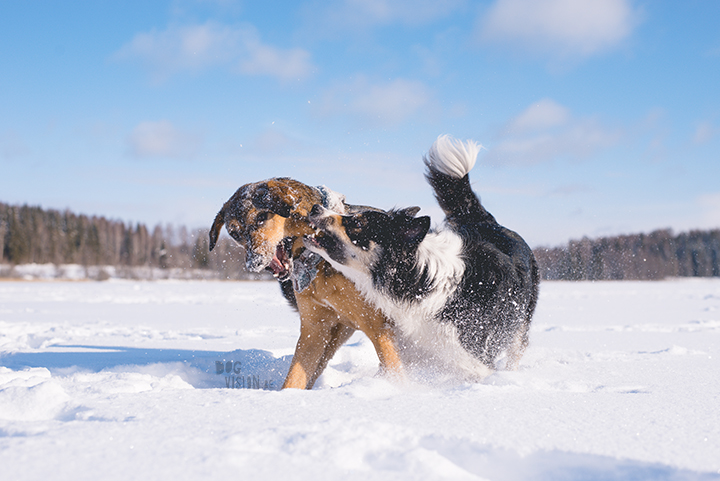 #TongueOutTuesday (10), dog photography challenge/project| blog and dog photography on www.dogvision.eu