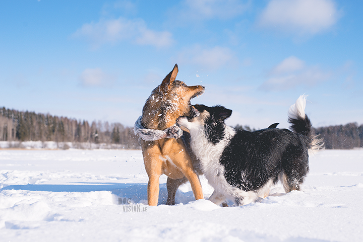 #TongueOutTuesday (10), dog photography challenge/project| blog and dog photography on www.dogvision.eu