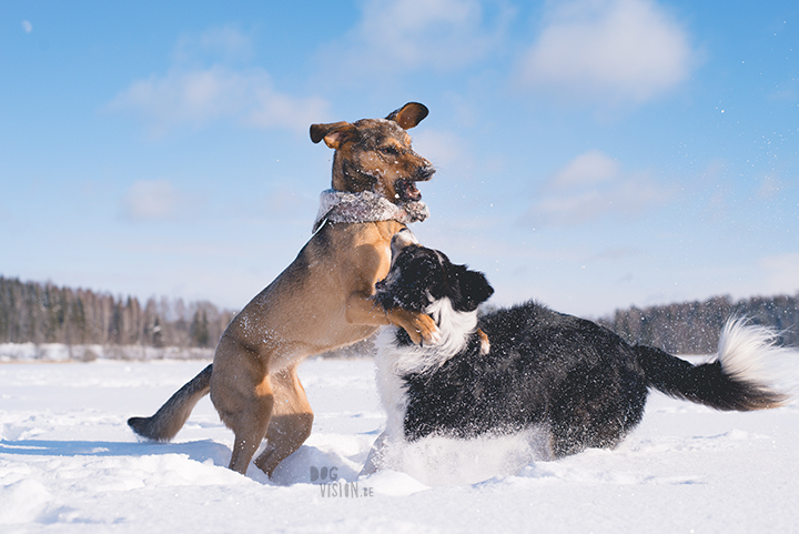 #TongueOutTuesday (10), dog photography challenge/project| blog and dog photography on www.dogvision.eu