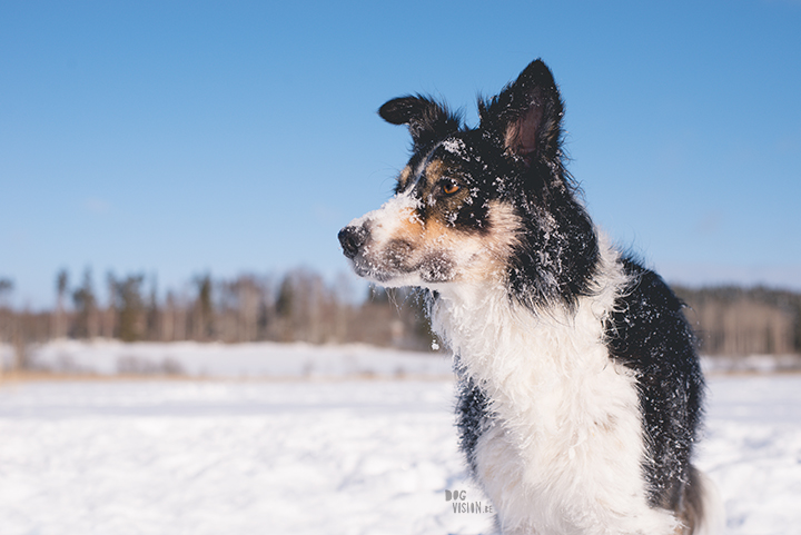 #TongueOutTuesday (10), dog photography challenge/project| blog and dog photography on www.dogvision.eu