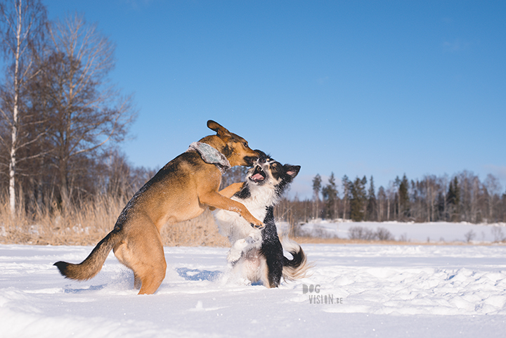 #TongueOutTuesday (10), dog photography challenge/project| blog and dog photography on www.dogvision.eu