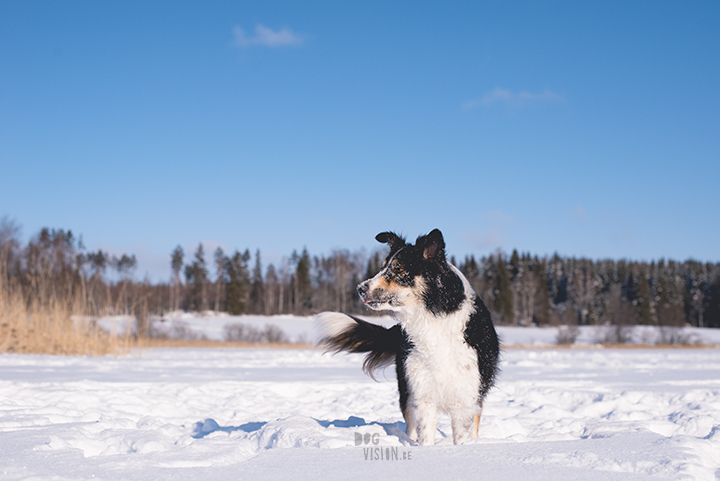 #TongueOutTuesday (10), dog photography challenge/project| blog and dog photography on www.dogvision.eu