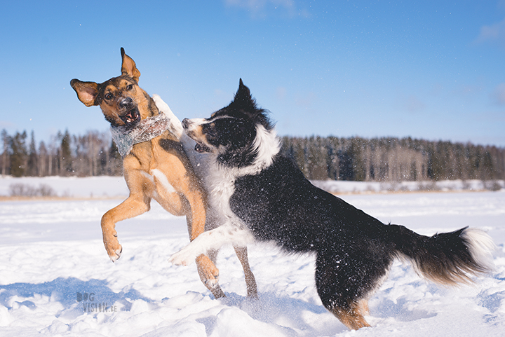 #TongueOutTuesday (10), dog photography challenge/project| blog and dog photography on www.dogvision.eu