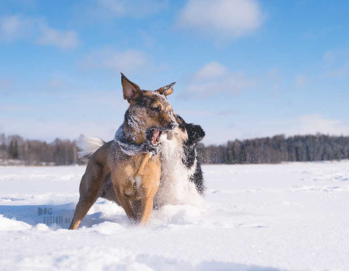 #TongueOutTuesday (10), dog photography challenge/project| blog and dog photography on www.dogvision.eu