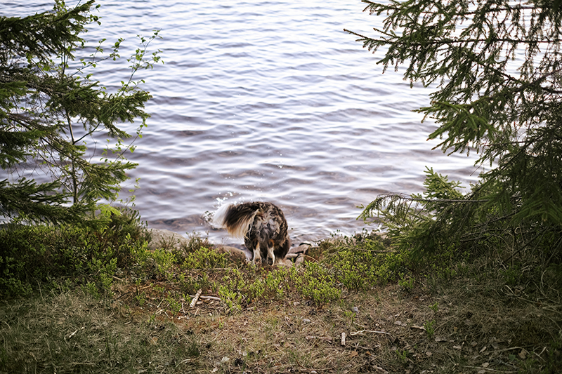 Dog swimming season, summer dogs, Hurtta life vest eco, Hurtta adventurer 2023, Senior Border Collie, Mutts, dog photography, www.DOGvision.eu