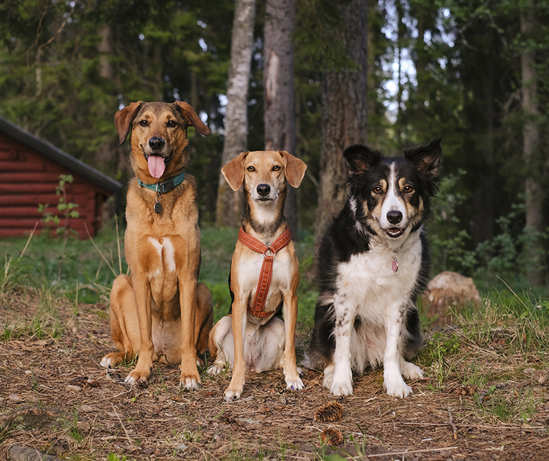 Dog swimming season, summer dogs, Hurtta life vest eco, Hurtta adventurer 2023, Senior Border Collie, Mutts, dog photography, www.DOGvision.eu