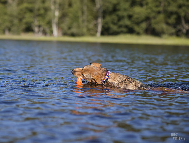 Hondenfotografie DOGvision. honden in Zweden, actiefotografie honden, GoPro fotografie, SUP met honden, www.DOGvision.be