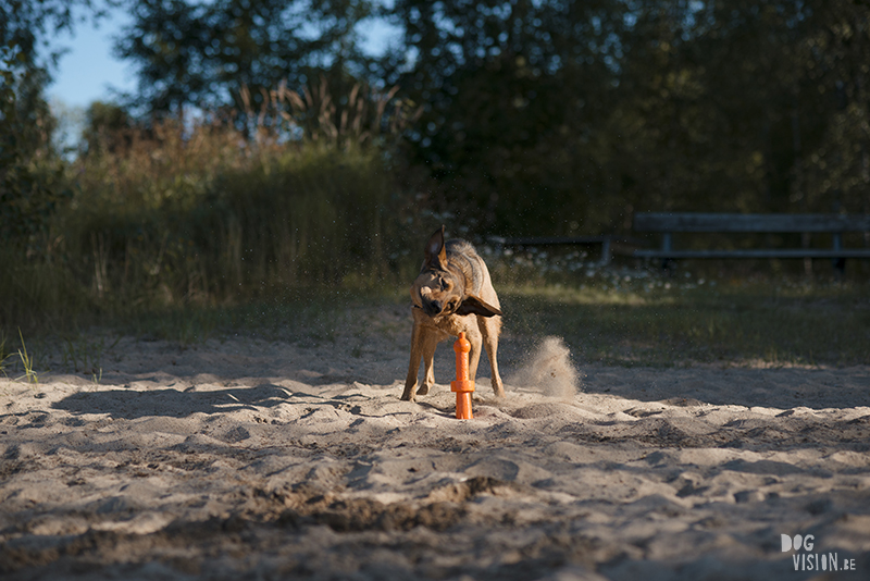 Hondenfotografie DOGvision. honden in Zweden, actiefotografie honden, GoPro fotografie, SUP met honden, www.DOGvision.be