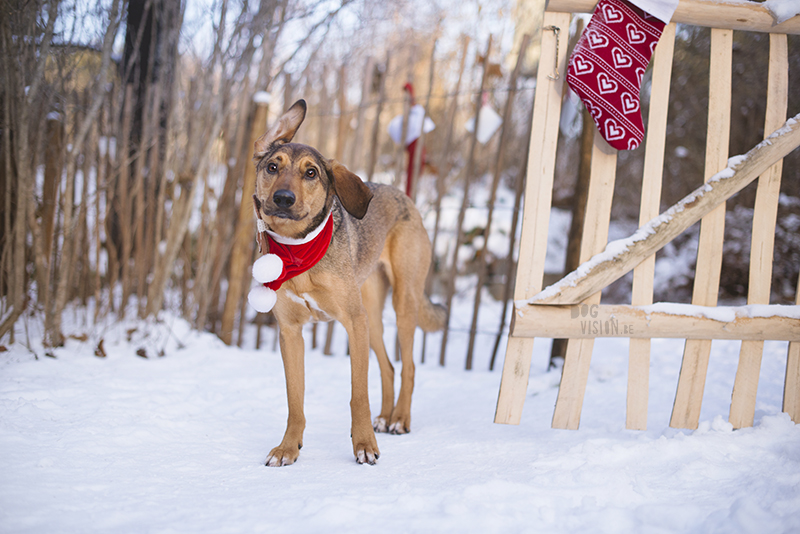 Christmas dog photography, dog blogger, European dog photography, www.DOGvision.eu