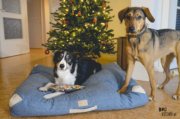 Kerst | www.DOGvision.be