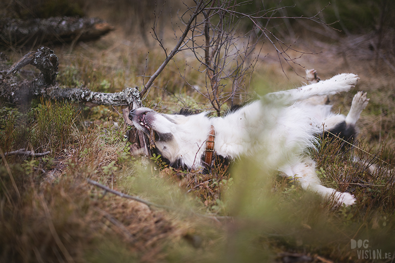 DOGvision dog photography in Dalarna Sweden, hiking with dogs, Nordic lifestyle, www.DOGvision.eu