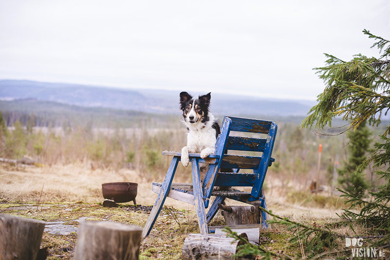 DOGvision dog photography in Dalarna Sweden, hiking with dogs, Nordic lifestyle, www.DOGvision.eu