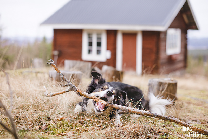 DOGvision dog photography in Dalarna Sweden, hiking with dogs, Nordic lifestyle, www.DOGvision.eu