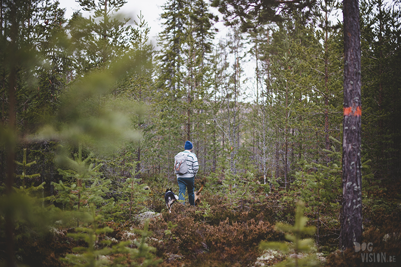 DOGvision dog photography in Dalarna Sweden, hiking with dogs, Nordic lifestyle, www.DOGvision.eu