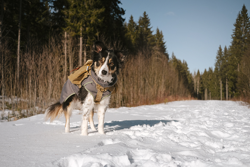 geocaching with dogs in Dalarna Sweden, hiking with dogs, outdoor dog activities, www.DOGvision.eu