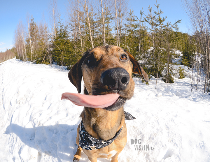 #TongueOutTuesday (13), dog photography, life with dogs in Sweden, hiking with dogs, senior dog, blog on www.DOGvision.eu