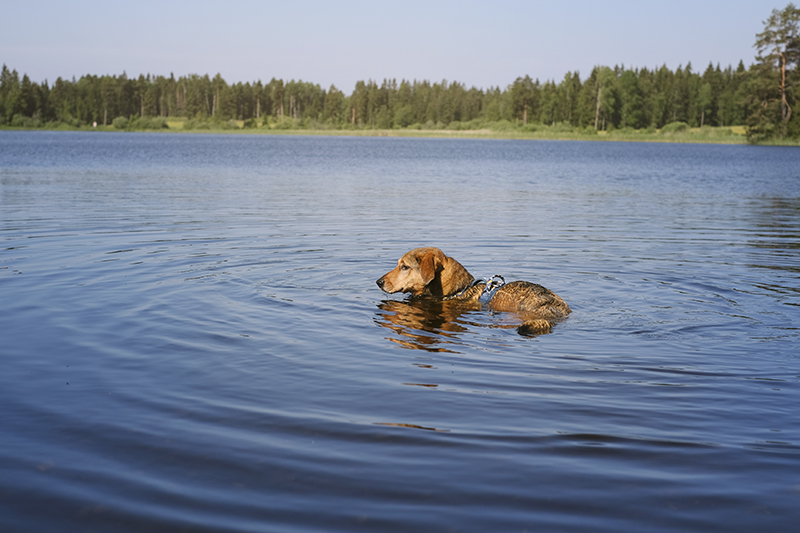 #TongueOutTuesday, weekly dog blog, dog life in Sweden, dog photography, www.DOGvision.eu