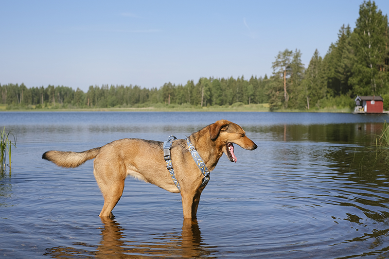 #TongueOutTuesday, weekly dog blog, dog life in Sweden, dog photography, www.DOGvision.eu