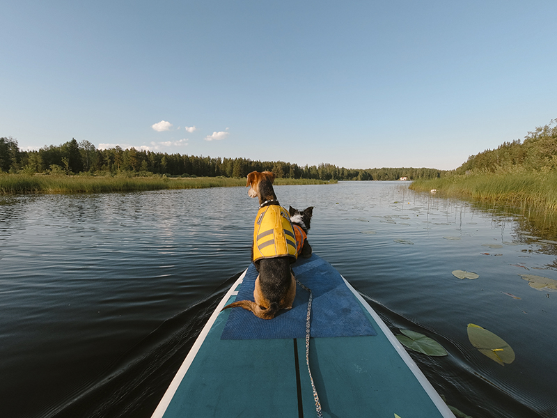 Life vests for dogs, for swimming, paddling, kayaking, Hurtta and Ruffwear, www.DOGvision.eu