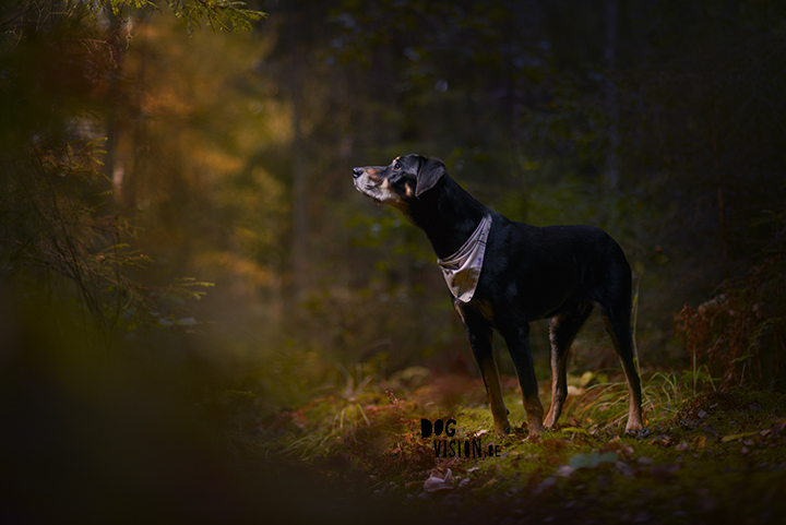 Photoshoot in the forest with the dogs | sunbounce | Sweden | dog photography & blog on www.DOGvision.eu