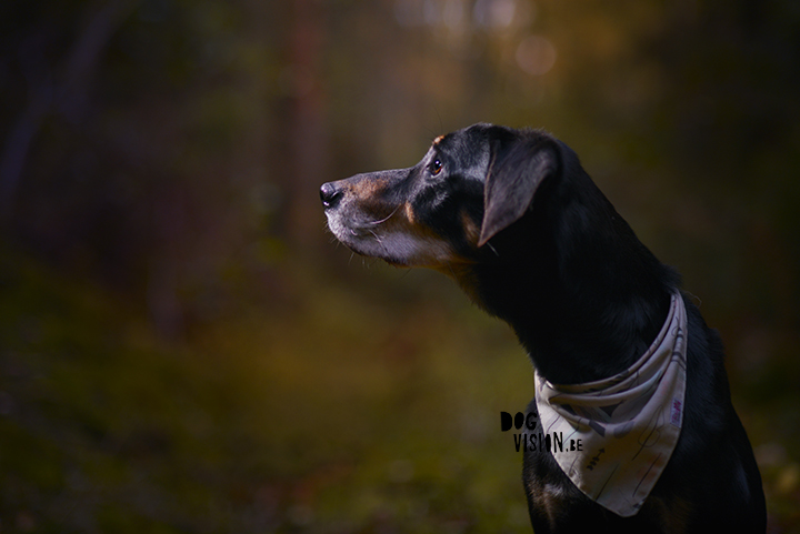 Moody dog photography shoot in the forest | hondenfotografie in het bos | off camera flash | blog on www.DOGvision.be