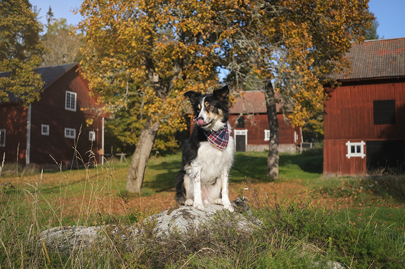 #TongueOutTuesday, dog photography Sweden, Border Collie, rescue dogs, hiking with dogs in Scandinavia, Nordic lifestyle, www.DOGvision.eu