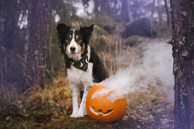 Halloween dogs, howloween, Samhain, autumn aesthetic, dog photography, www.DOGvision.eu