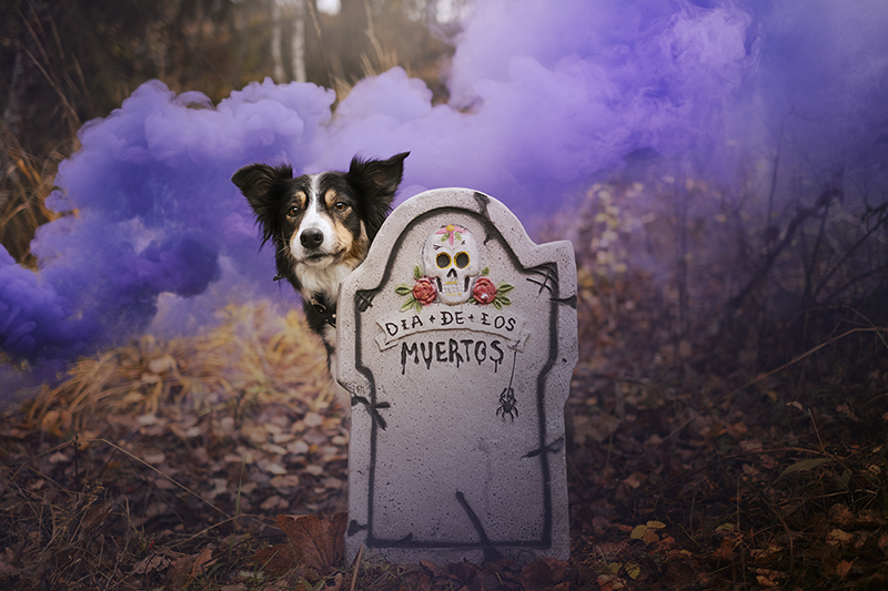 Halloween dogs, howloween, Samhain, autumn aesthetic, dog photography, www.DOGvision.eu