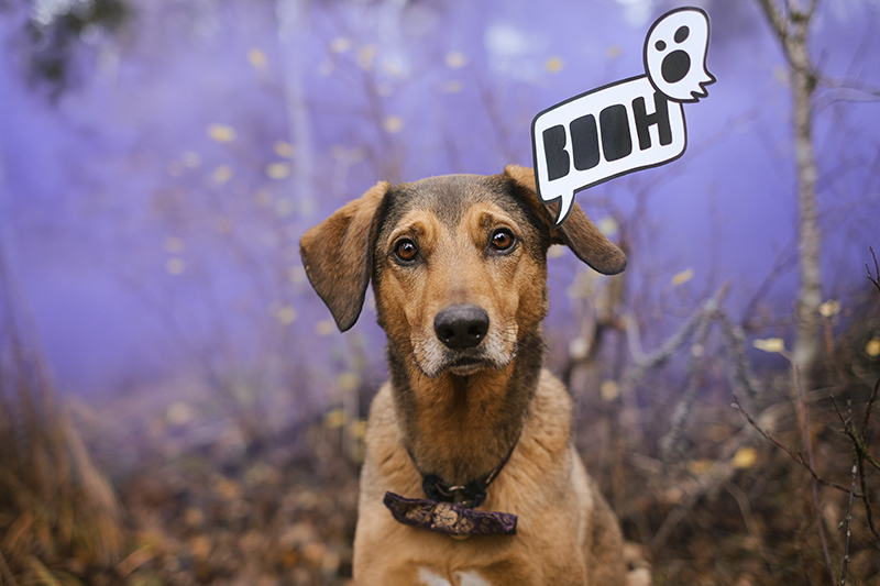 Halloween dogs, howloween, Samhain, autumn aesthetic, dog photography, www.DOGvision.eu