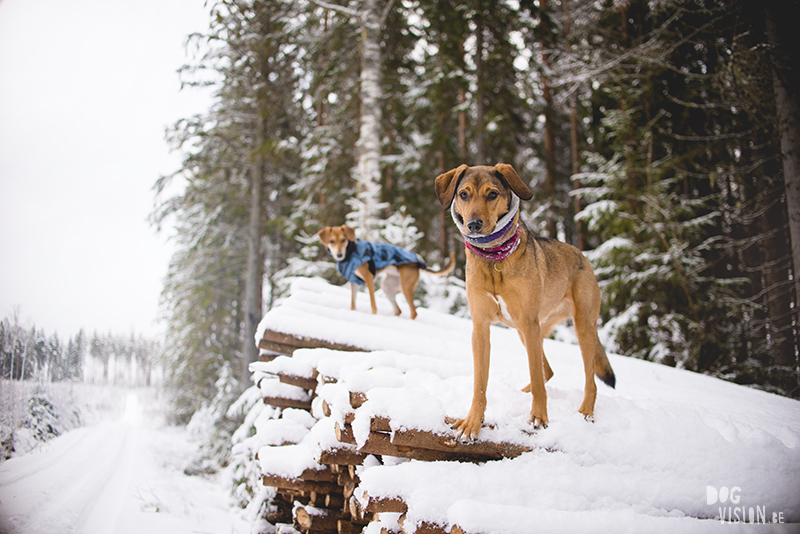 #TongueOutTuesday (49), hondenfotografie Zweden, sneeuw honden, Border Collie fotografie, www.DOGvision.be