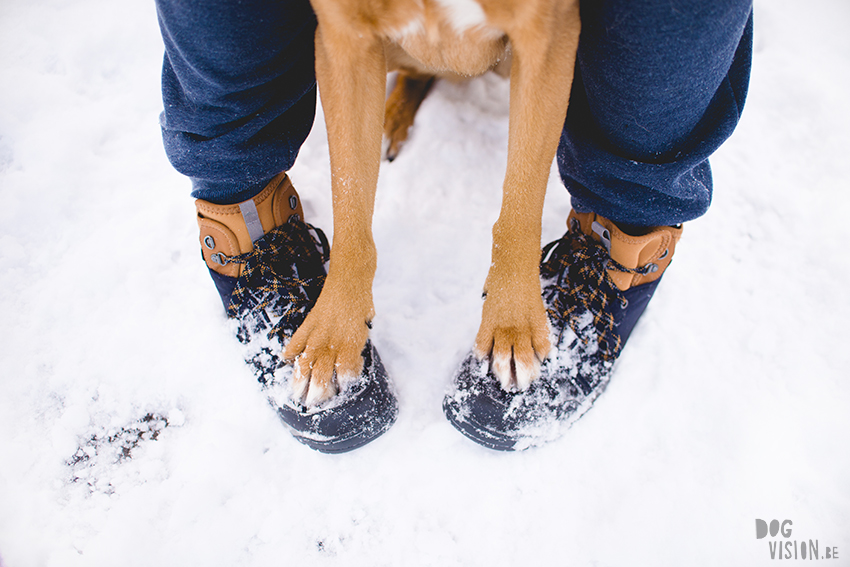 #TongueOutTuesday (49), hondenfotografie Zweden, sneeuw honden, Border Collie fotografie, www.DOGvision.be