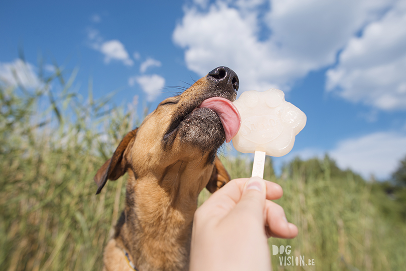 Fenne Kustermans, dog photography, dog photography and hiking with dogs in Sweden, life with dogs in Sweden, dog ice cream summer photo, www.DOGvision.eu