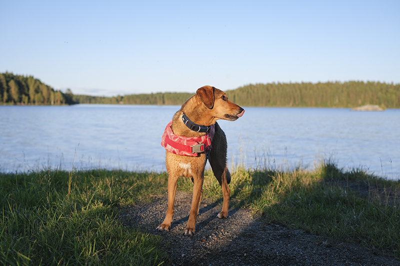 TongueOutTuesday (31), summer days with the dogs in Sweden, life vest Hurtta, camping with dogs, paddling with dogs, www.DOGvision.eu