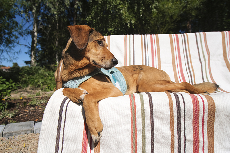 TongueOutTuesday (31), summer days with the dogs in Sweden, life vest Hurtta, camping with dogs, paddling with dogs, www.DOGvision.eu