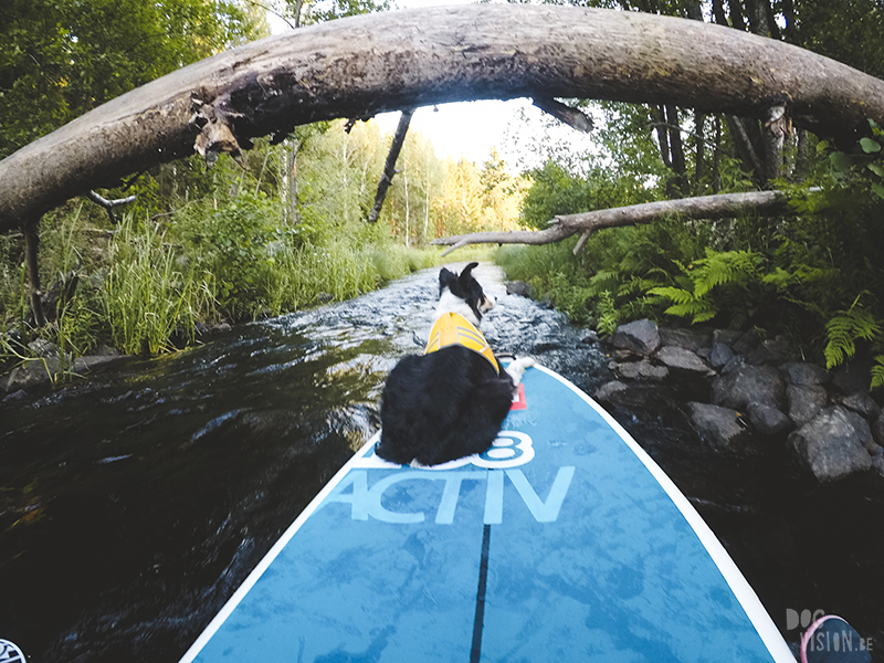 Paddling with dogs, SUP with dogs, outdoor adventures with dogs in Sweden, dog photography DOGvision, www.DOGvision.eu