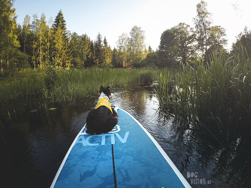 Paddling with dogs, SUP with dogs, outdoor adventures with dogs in Sweden, dog photography DOGvision, www.DOGvision.eu