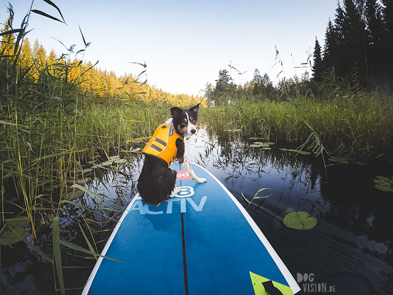 Paddling with dogs, SUP with dogs, outdoor adventures with dogs in Sweden, dog photography DOGvision, www.DOGvision.eu