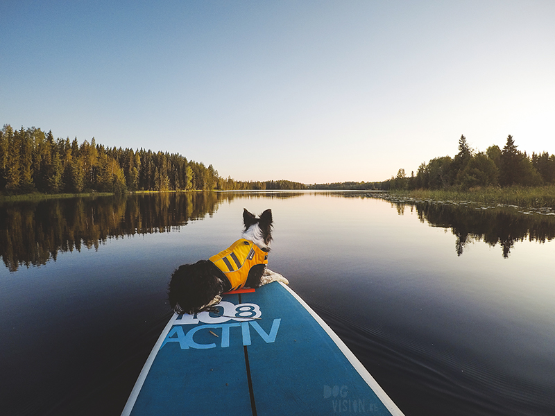 Paddling with dogs, SUP with dogs, outdoor adventures with dogs in Sweden, dog photography DOGvision, www.DOGvision.eu