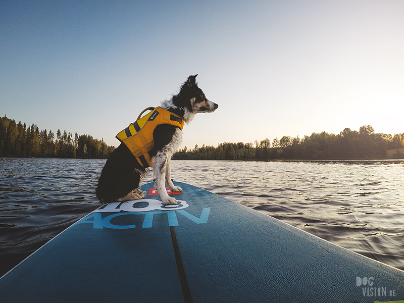 Sup with dogs, Sup met honden, paddleboard, standup paddle dogs, Border Collie, Life vest for dogs, Paddling in Sweden, www.DOGvision.eu