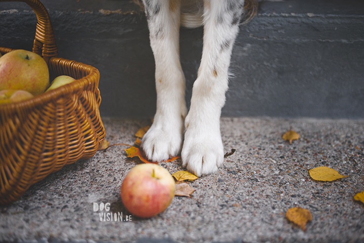 Being creative on one square meter | dog photograpy| blog post on www.DOGvision.eu