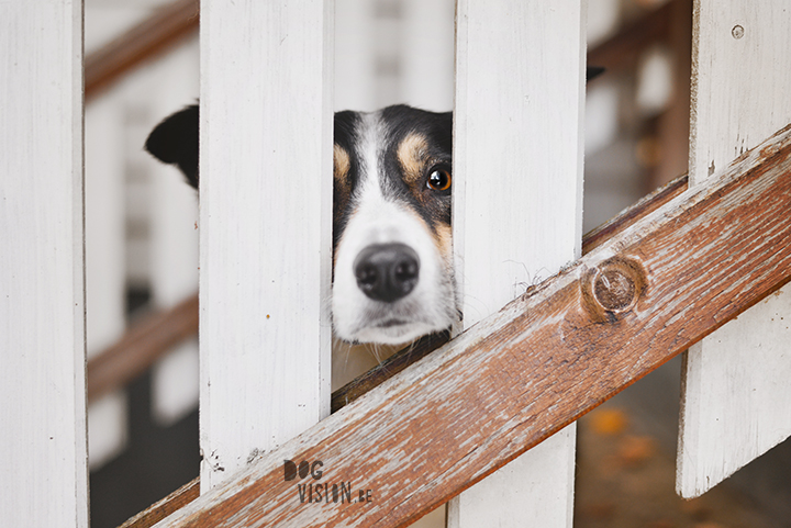 Being creative on one square meter | dog photograpy| blog post on www.DOGvision.eu