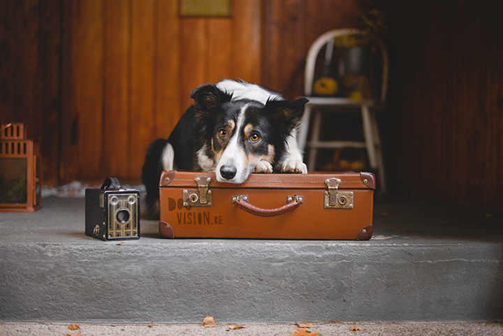 Being creative on one square meter | dog photograpy| blog post on www.DOGvision.eu