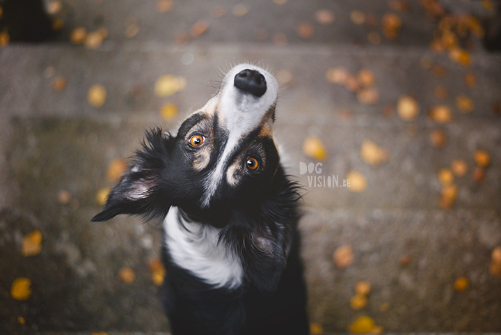 Being creative on one square meter | dog photograpy| blogpost on www.DOGvision.eu
