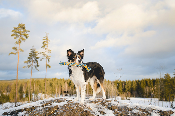DIY voor Honden: fleece trektouw | tug of war| hondenfotografie en blog| www.DOGvision.be