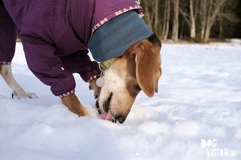 Dog photography Sweden/ Europe. dog coat Hurtta, photographing dogs in snow, Grek rescue dog, www.DOGvision.eu