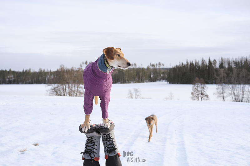 Fujifilm x-t4 performance during Swedish/Nordic winter & dog photography, www.DOGvision.eu