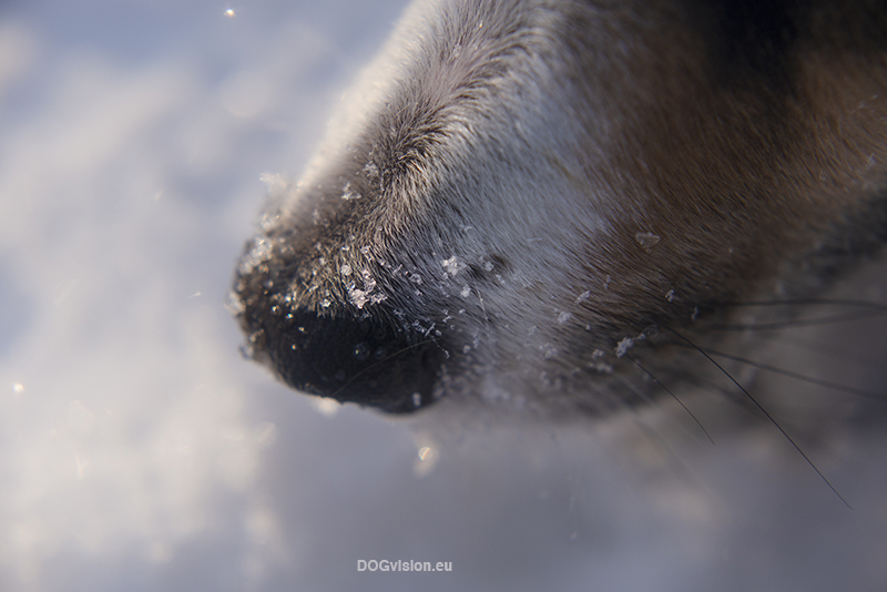 #TongueOutTuesday (06), DOGvision dog photography, Border Collie Mogwai in the snow. www.DOGvision.eu